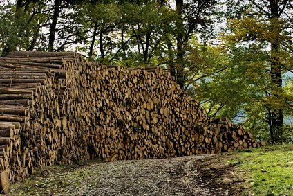 Holz gehört zu den wichtigsten Energieträgern für Bioenergie